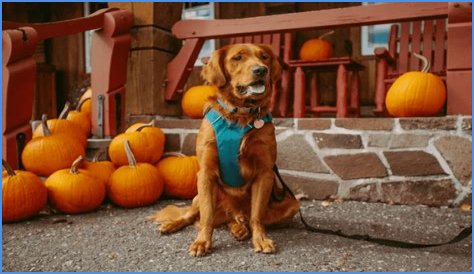 How fast does pumpkin work for dog diarrhea?