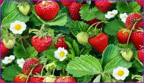 What Colour are strawberry flowers?